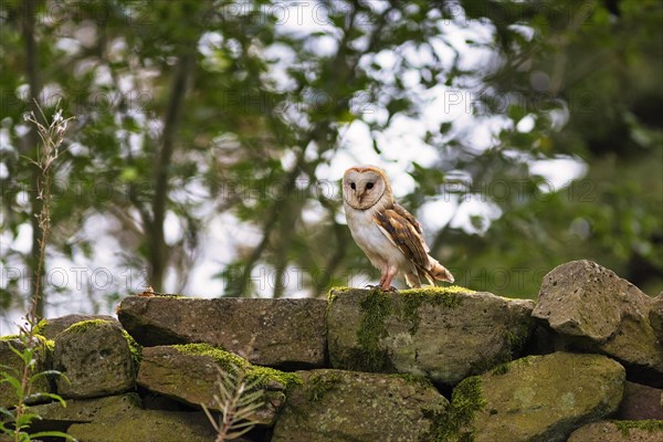 Common barn owl