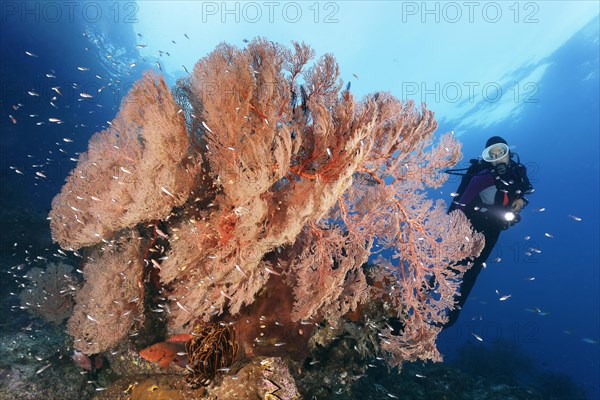 Diver looking at coral block with nodular sea fan
