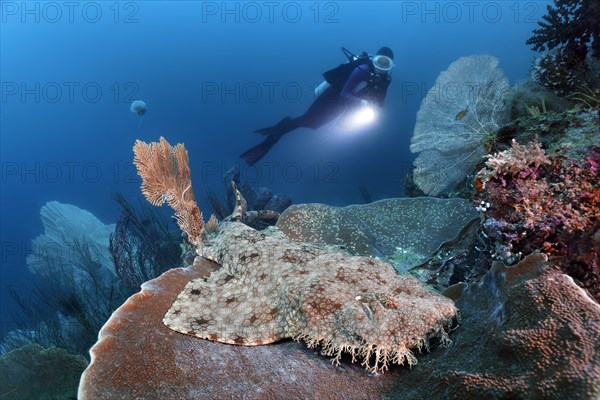 Diver observes tasselled wobbegong