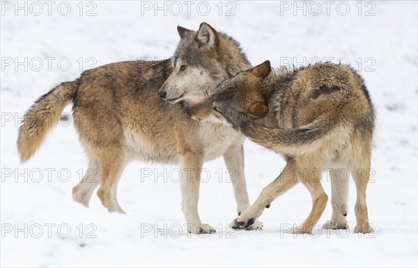 Algonquin wolves