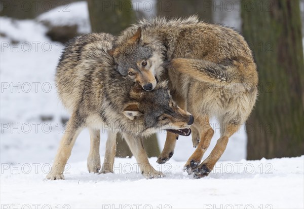 Algonquin wolf