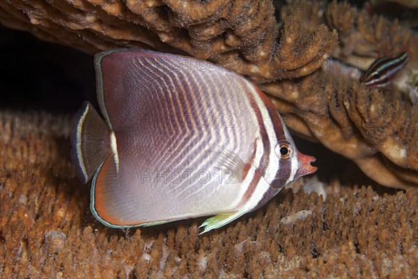 Pacific baroness butterflyfish