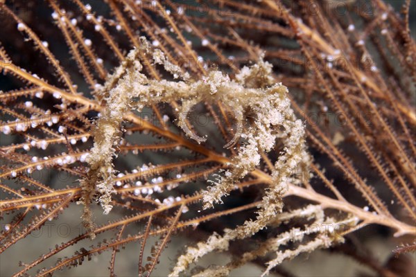 Soft coral sea spider