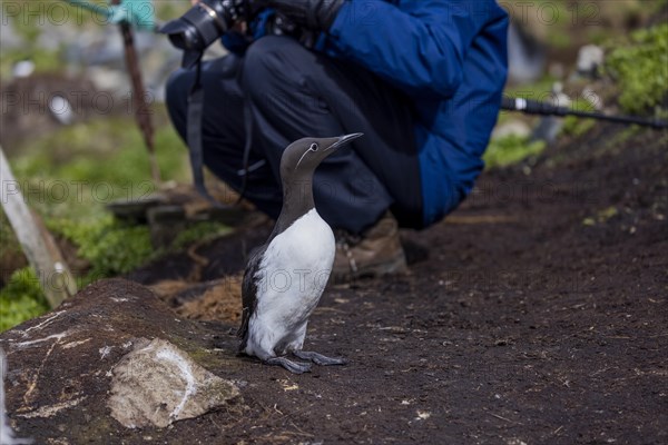 Common guillemot