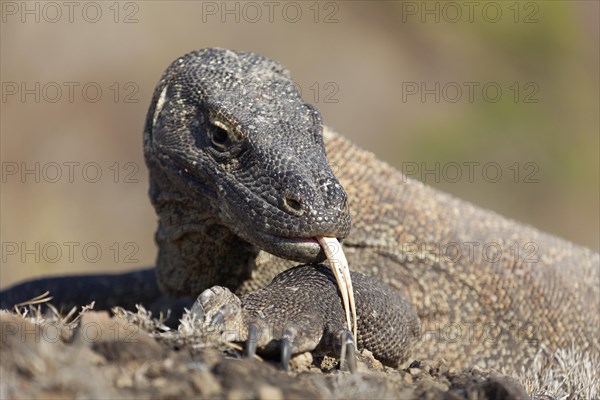 Komodo dragon