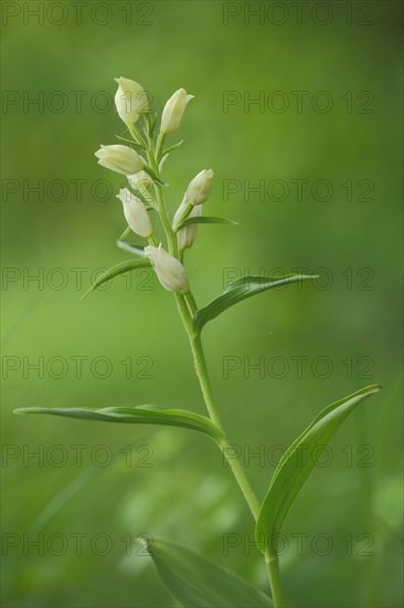 White white helleborine