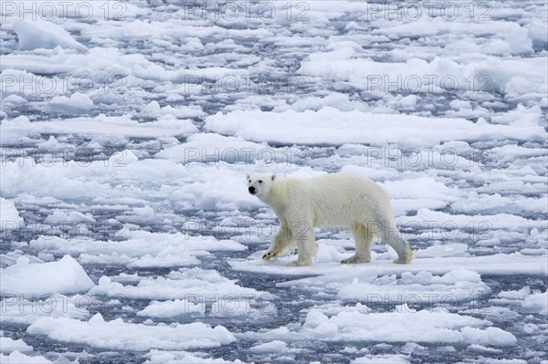 Lone polar bear