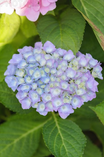 Flowering hortensia