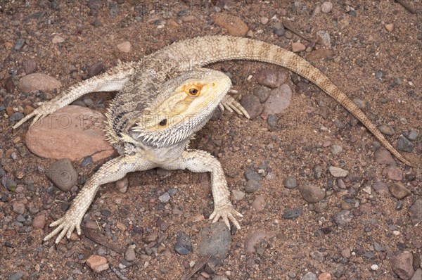 Inland or central bearded dragon