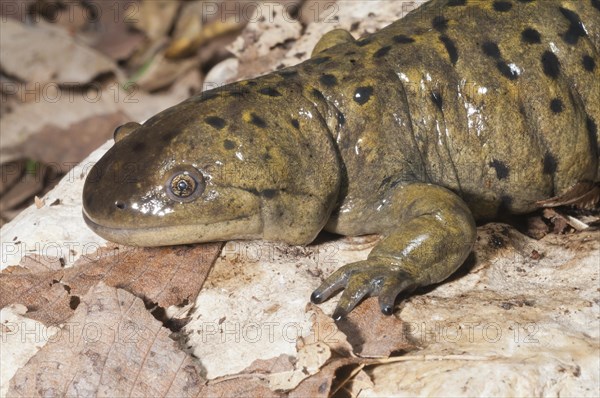 Gray tiger salamander