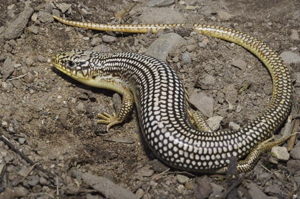 Great Plains skink