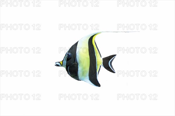 Moorish idol