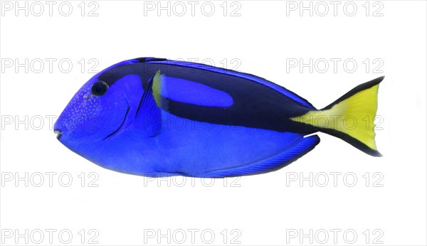 Palette surgeonfish