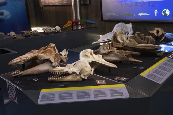 Skulls of various whales