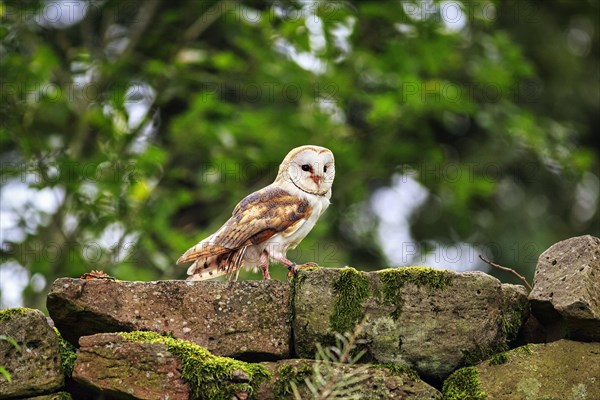 Common barn owl