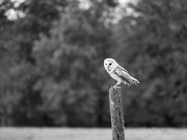 Common barn owl