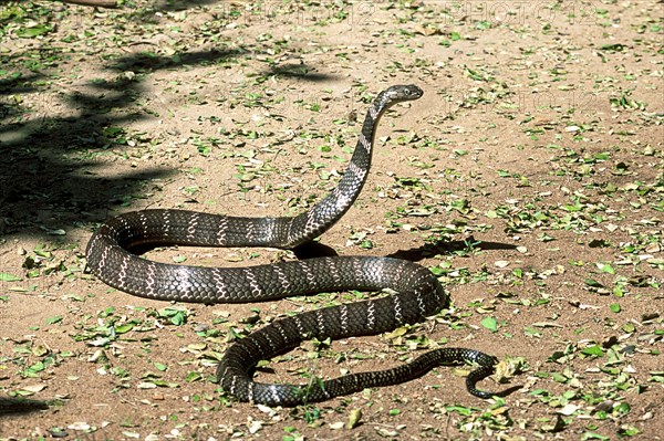 King Cobra