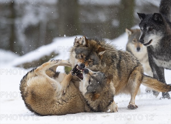 Algonquin wolf