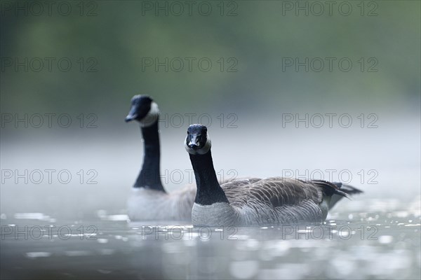 Canada Goose