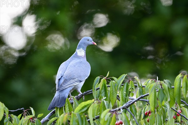 Common wood pigeon