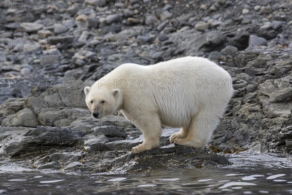 Lone Polar bear