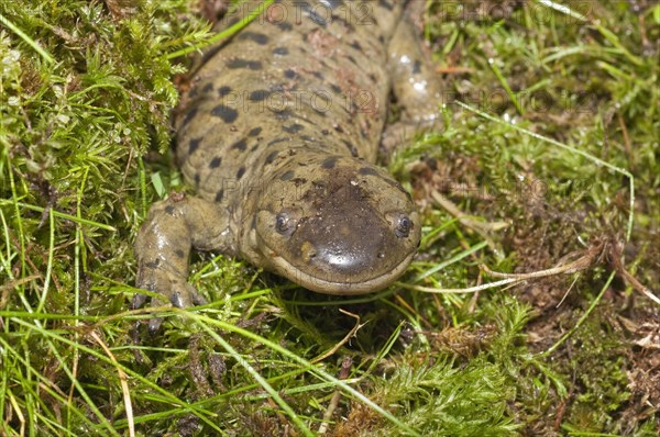 Tiger salamander