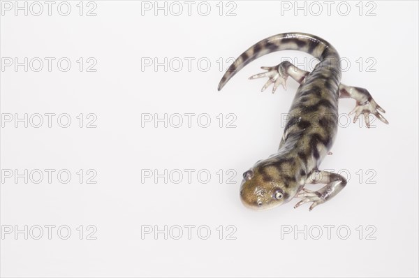 Eastern tiger salamander