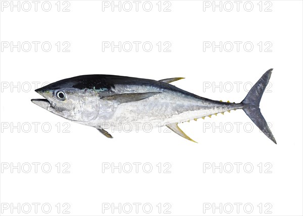 Yellowfin tuna