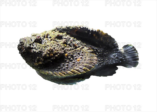 Reef stonefish