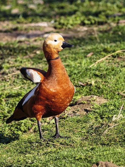 Ruddy Shelduck