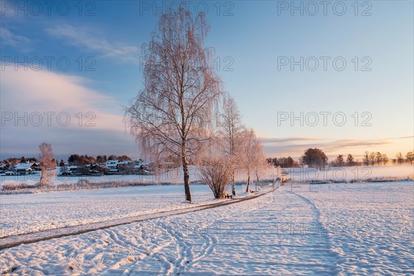 Winter moorland with birch trees