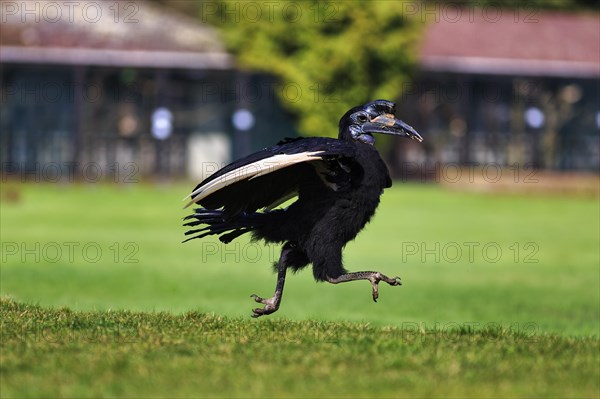 Northern ground hornbill