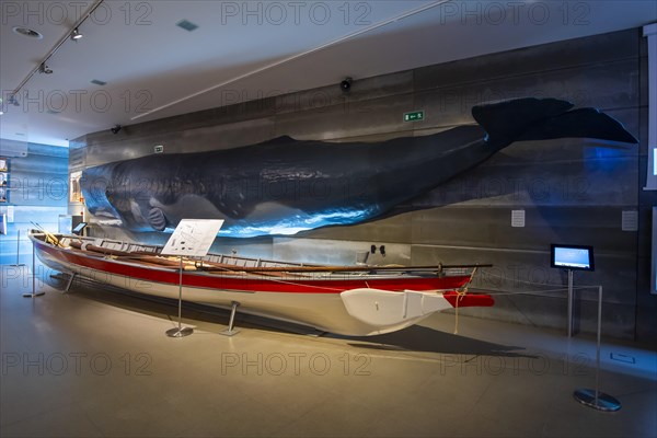 Historical fishing boats compared in size to a juvenile sperm whale