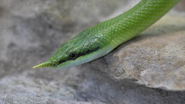 Rhinoceros ratsnake