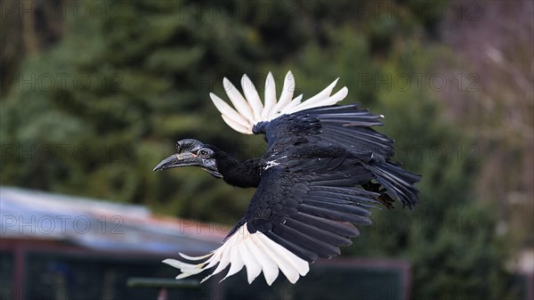 Northern ground hornbill