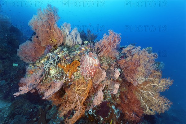 Large coral block