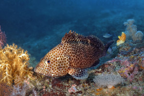 Honeycomb grouper