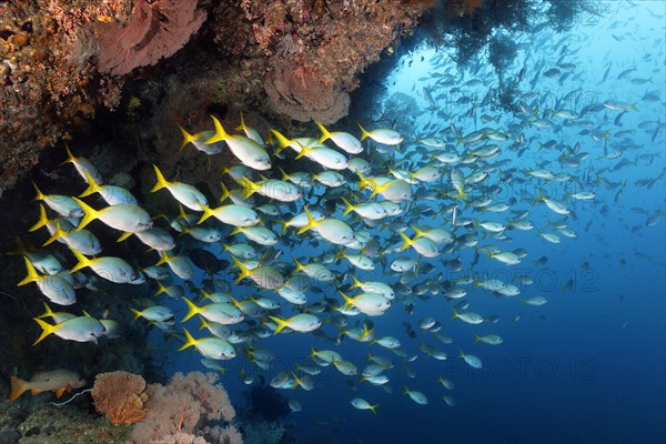 Shoal of redbelly yellowtail fusilier