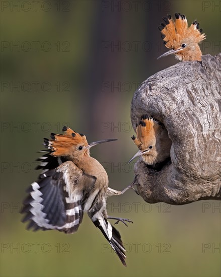 Hoopoe