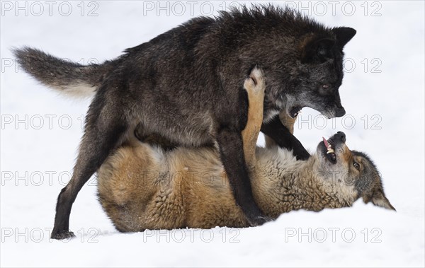 Algonquin wolf