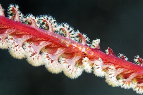 Toothy goby