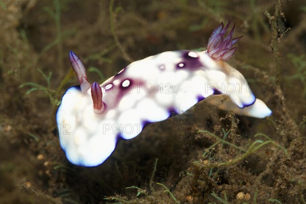 Geometric Chromodoris