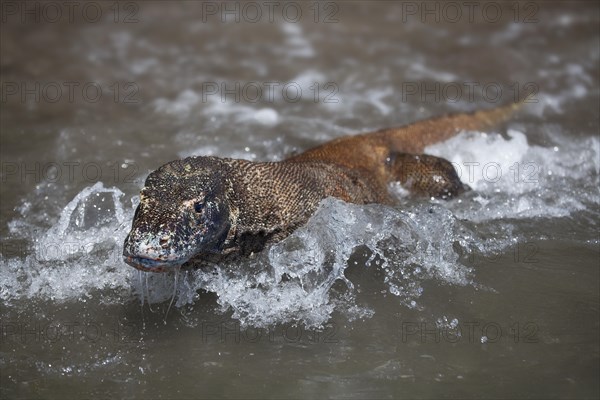 Komodo dragon