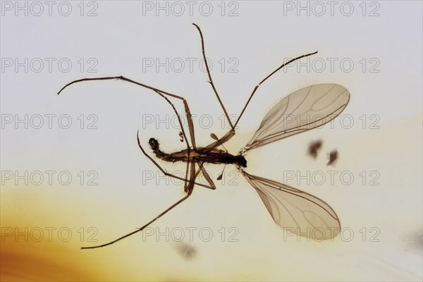 Fungus Gnat in Amber