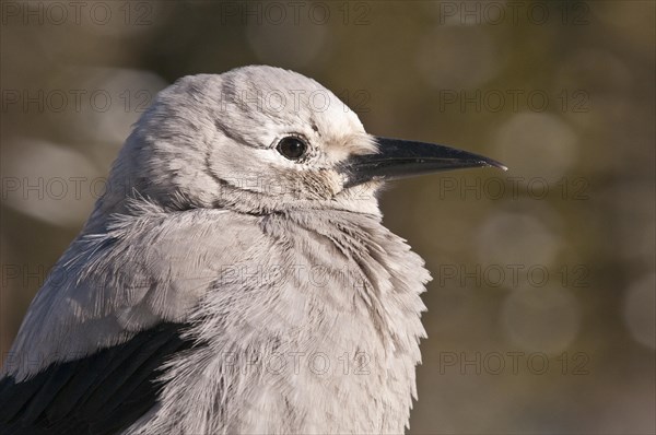 Clark's Nutcracker