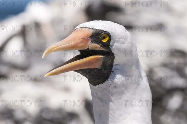 Nazca Booby