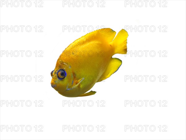 Lemonpeel angelfish