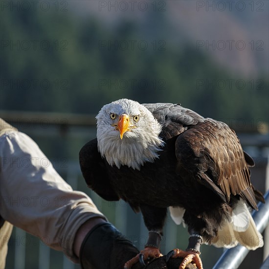 Bald eagle