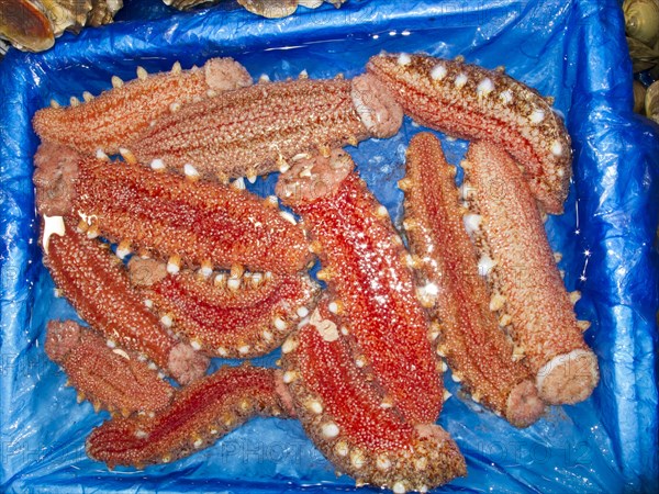 Red sea cucumbers