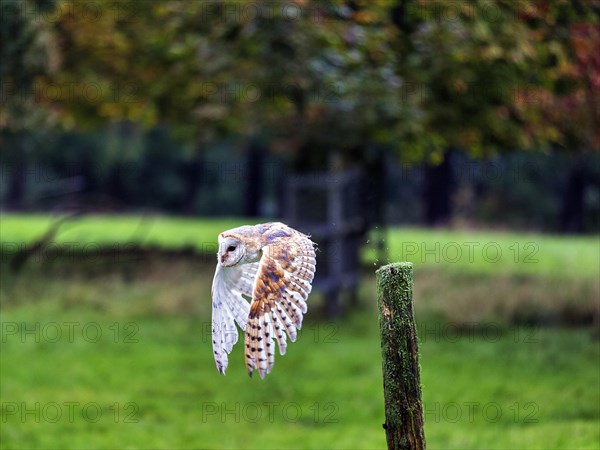 Common barn owl